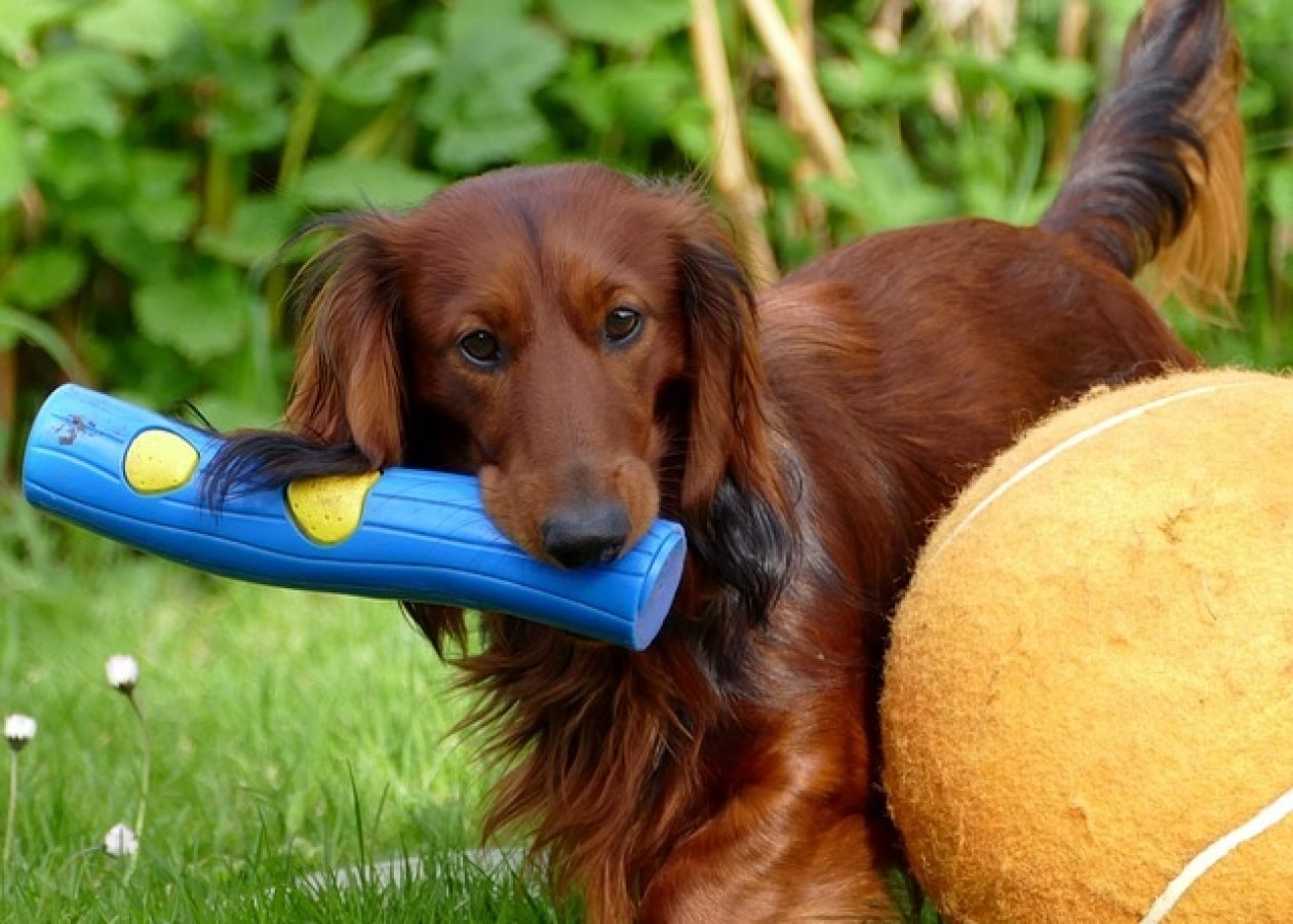 Help! My dog is jumping, barking, chewing & digging!  Teamwork Dogs -  Training a great family dog - Taigum, Caboolture