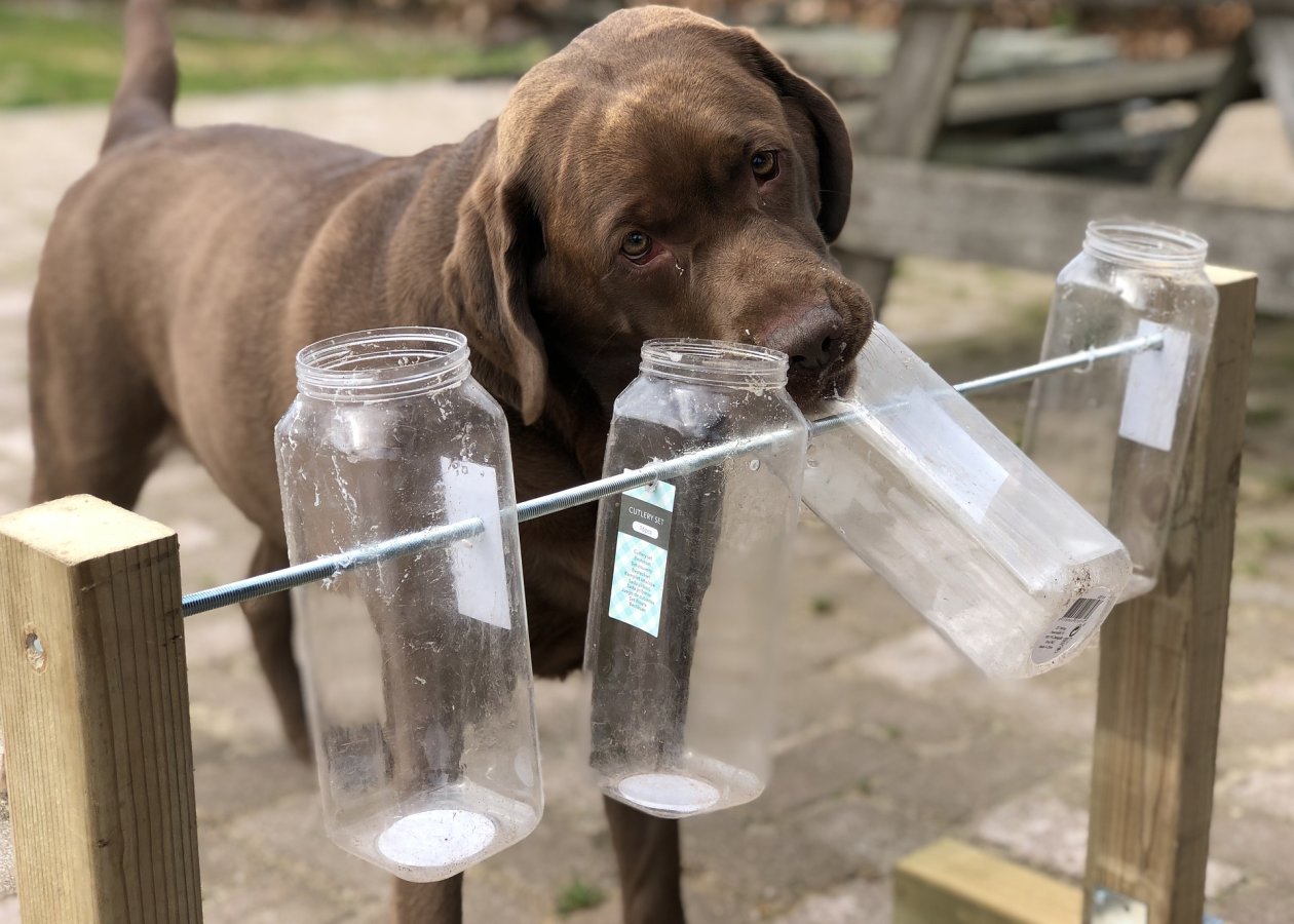 Ditch the bowl How to get my puppy to eat from a food dispensing chew toy Teamwork Dogs Training a great family dog Taigum Caboolture